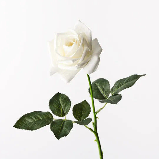 Kim Rose - White