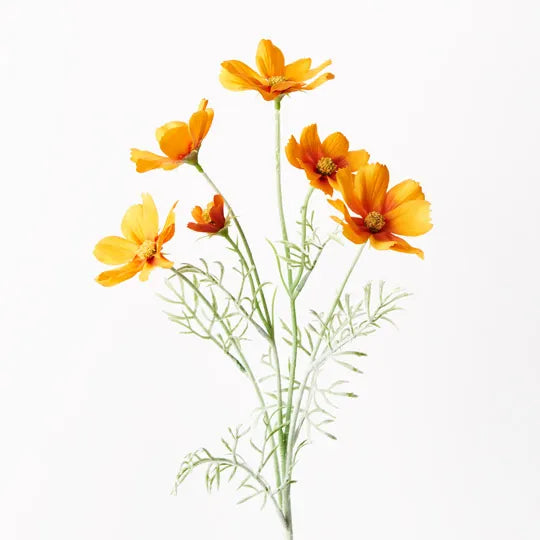 Cosmos (Orange)