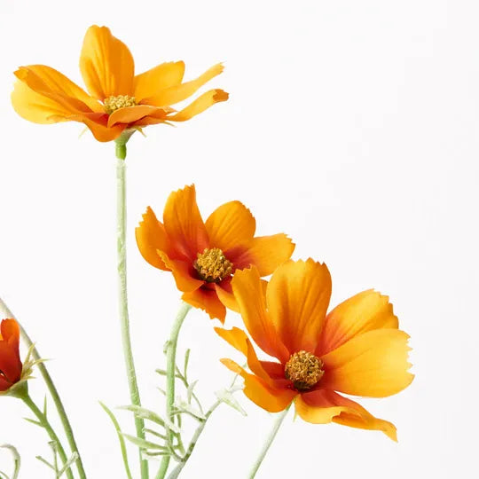 Cosmos (Orange)