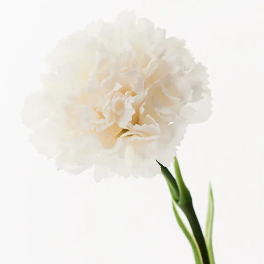 Carnation - White