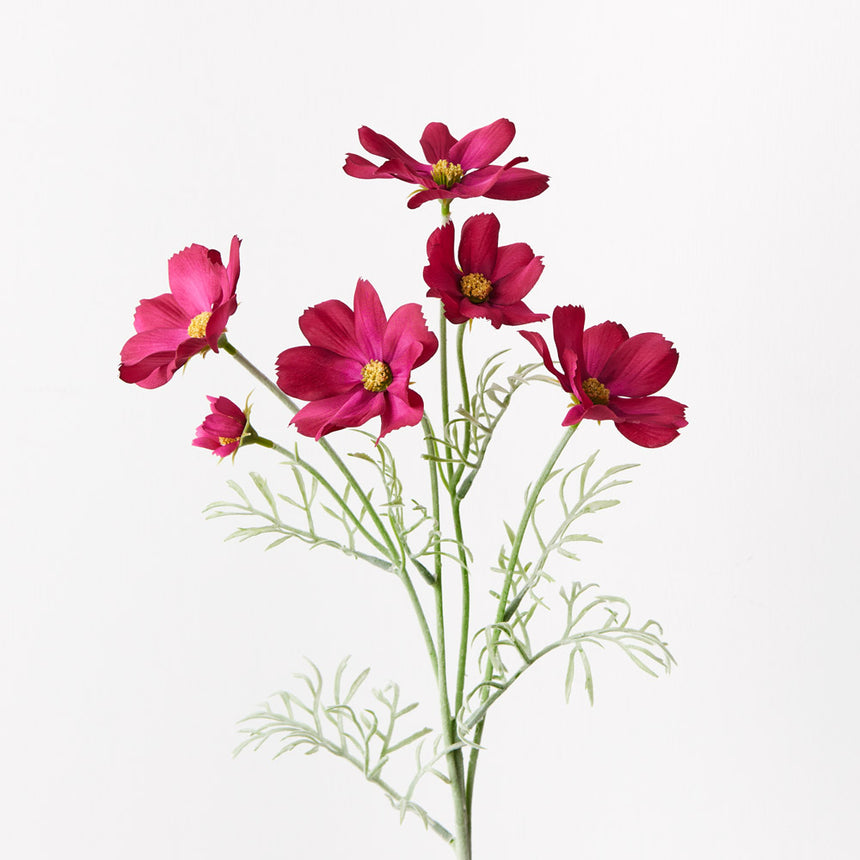 Cosmos (Burgundy)