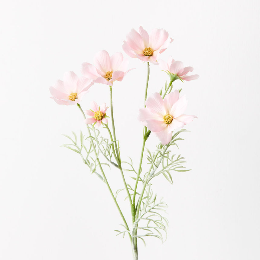 Cosmos (Light Pink)