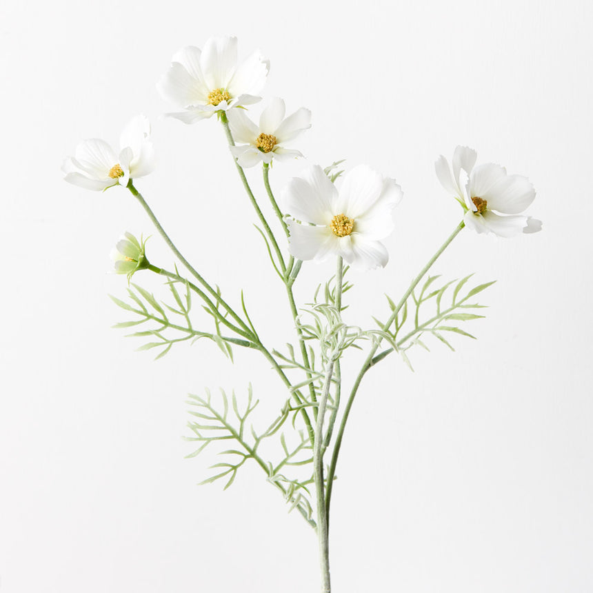 Cosmos (White)