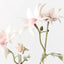 Flannel Flower (Light Pink)