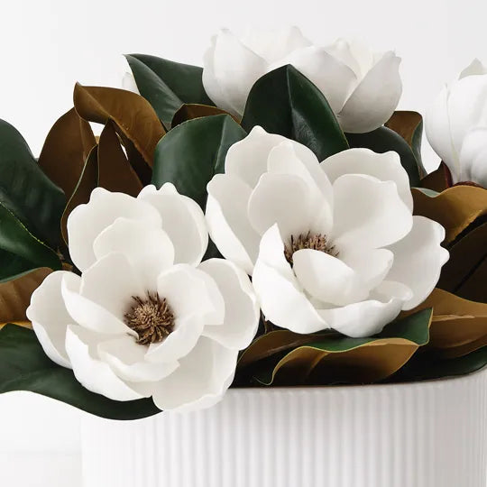 Sweet Magnolia