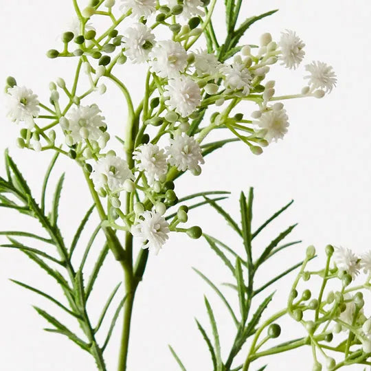 Gypsophila - Baby’s Breath White