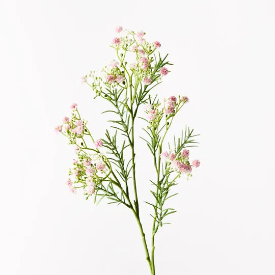 Gypsophila - Baby’s Breath Light Pink