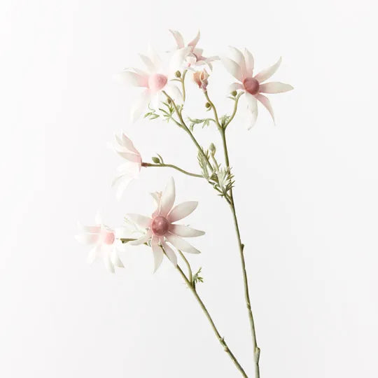 Flannel Flower (Tall Pink)