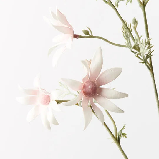 Flannel Flower (Tall Pink)