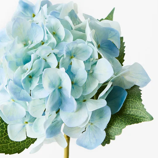 Hydrangea - Light Blue