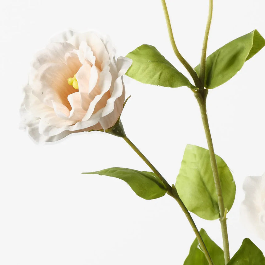 Lisianthus - Champagne