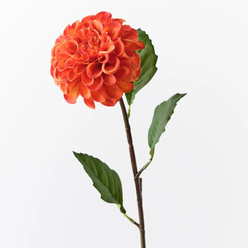 Dahlia Pompon - Burnt Orange