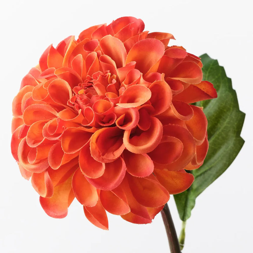 Dahlia Pompon - Burnt Orange