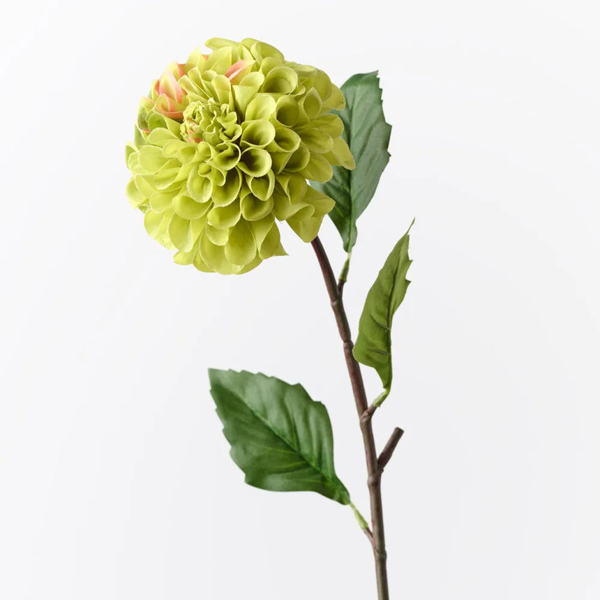 Dahlia Pompon - Green