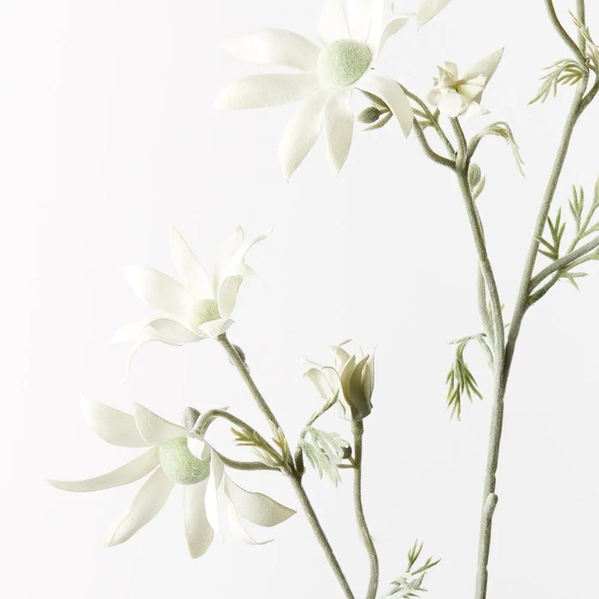 Flannel Flower (Tall)