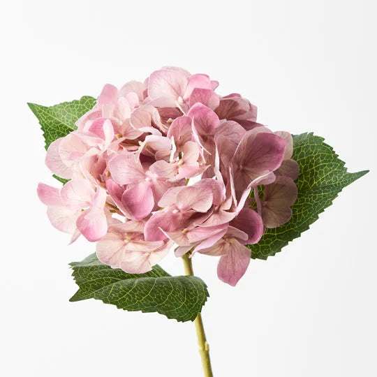 Hydrangea (Mauve)