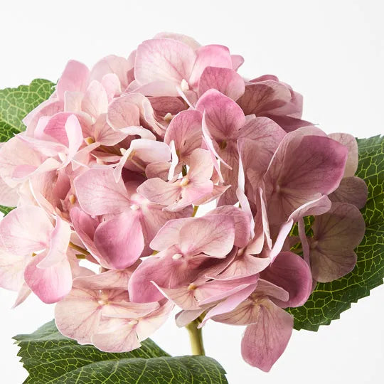 Hydrangea (Mauve)