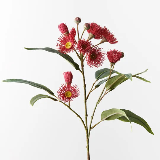 Eucalyptus Flowering Spray (Red)