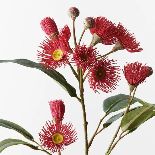 Eucalyptus Flowering Spray (Red)