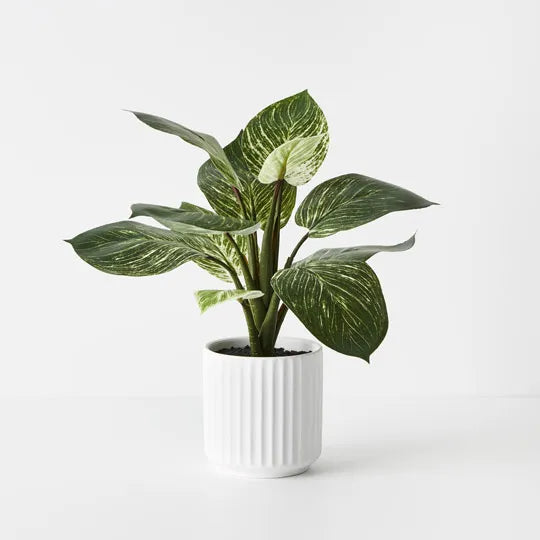 Diffenbachia Plant in Pot