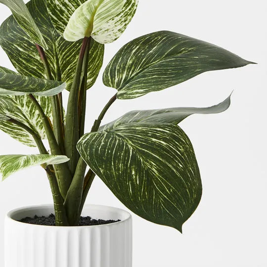 Diffenbachia Plant in Pot