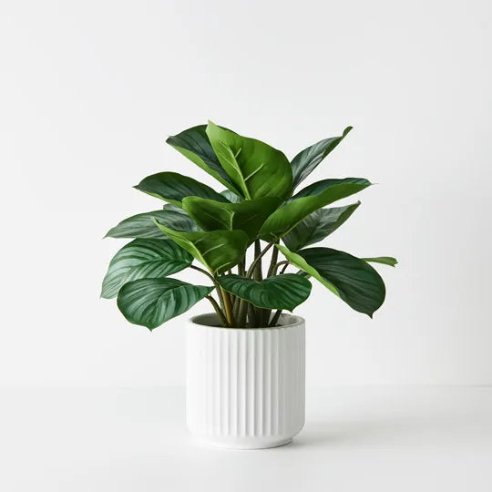 Calathea Plant in Pot