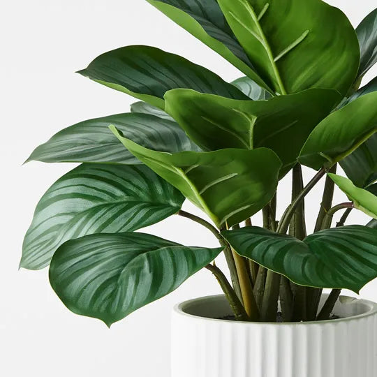 Calathea Plant in Pot