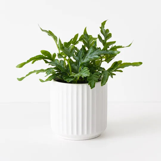 Kangaroo Fern in Pot