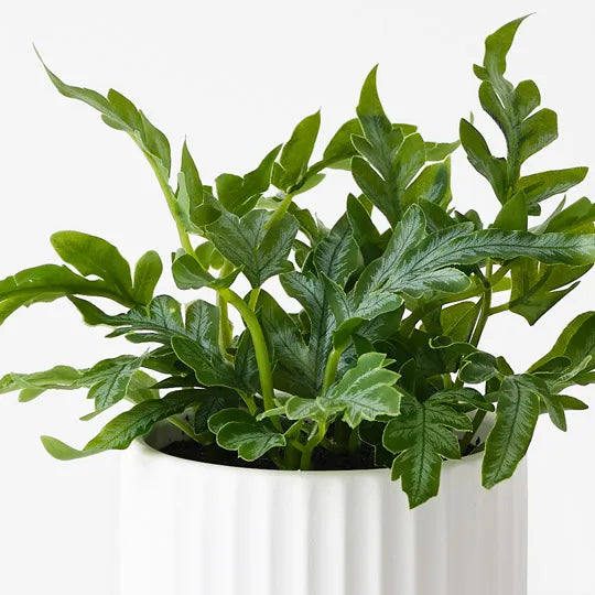 Kangaroo Fern in Pot