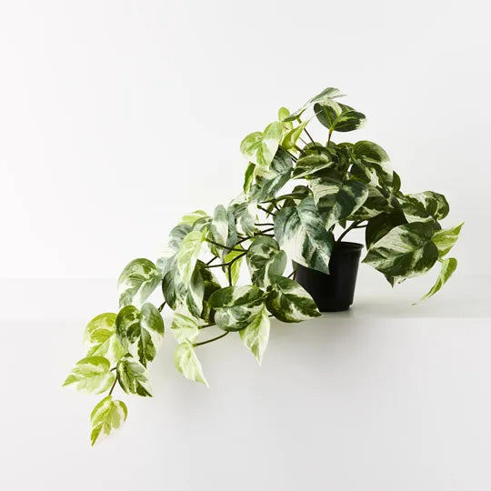 Pothos Hanging Bush Pot (Variegated)