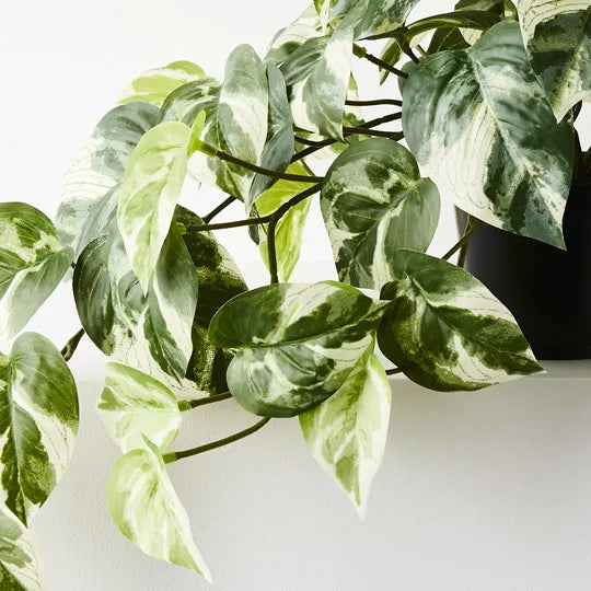 Pothos Hanging Bush Pot (Variegated)