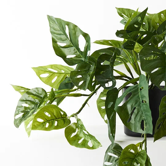 Monstera Adansonii Hanging Bush