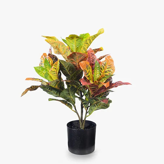 Croton Plant