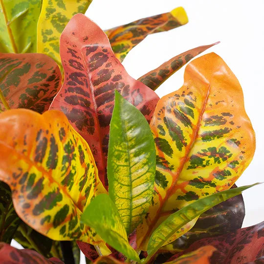 Croton Plant