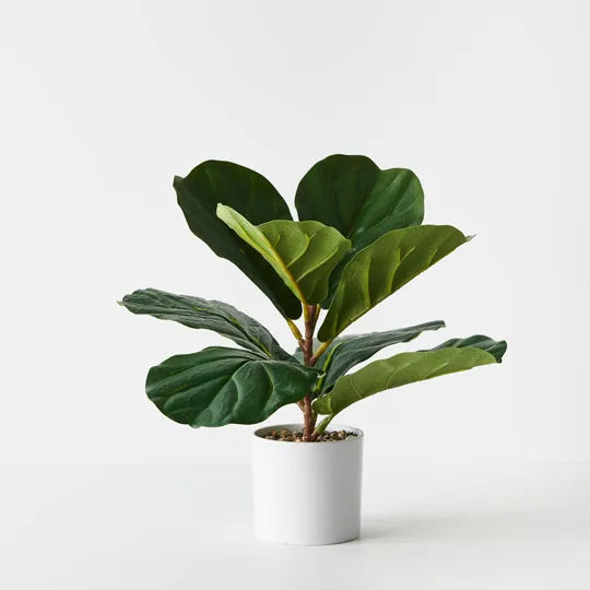 Fiddle Leaf Plant
