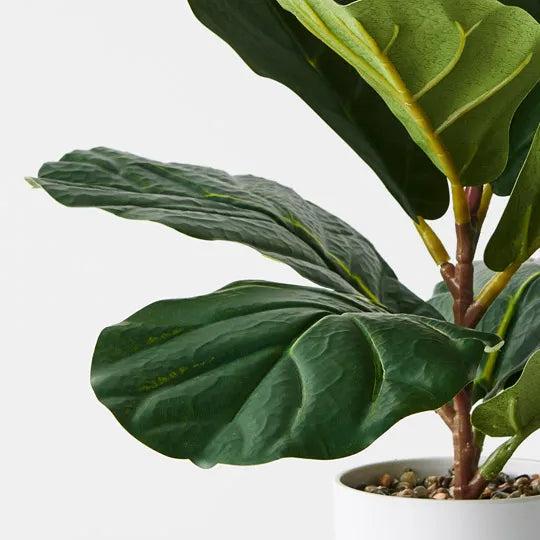 Fiddle Leaf Plant