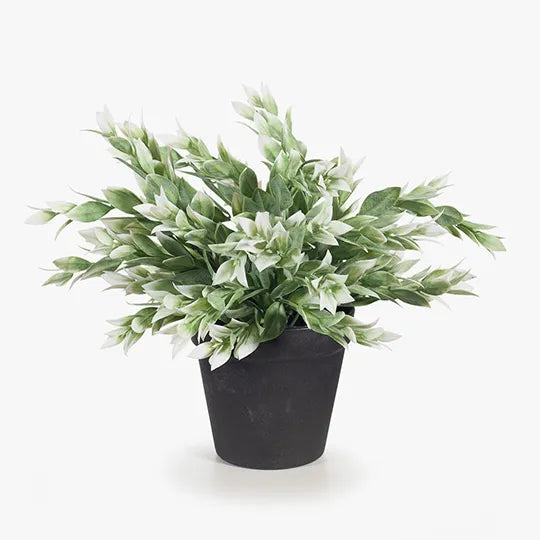 Ruscus Bush - Green/White