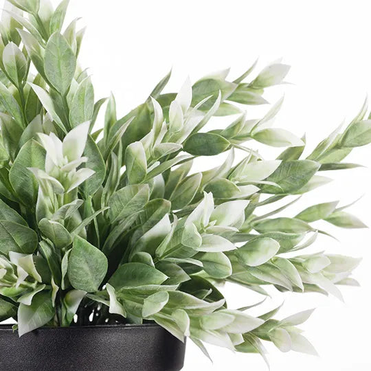 Ruscus Bush - Green/White