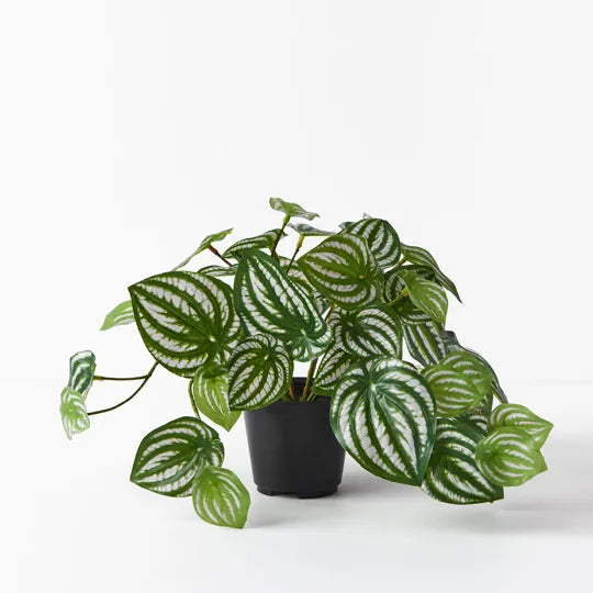 Peperomia Plant