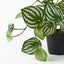 Peperomia Plant
