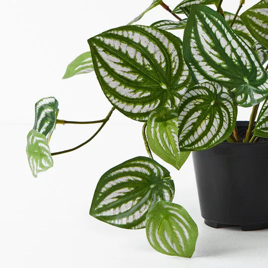 Peperomia Plant