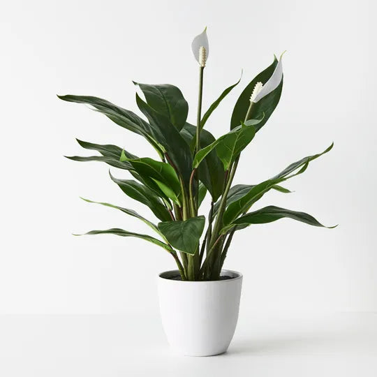 Spathiphyllum Plant in Pot