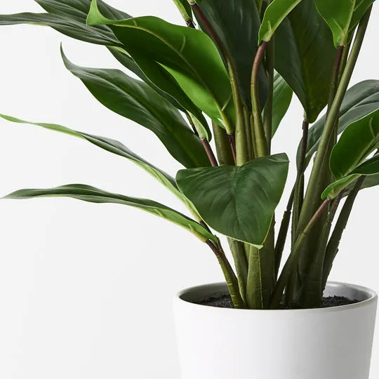 Spathiphyllum Plant in Pot