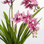 Ascocenda Orchid in Pot (Pink)