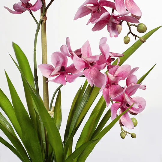 Ascocenda Orchid in Pot (Pink)