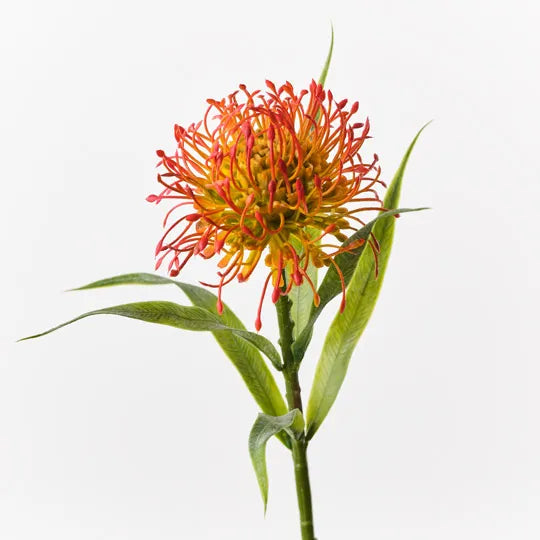 Protea Leucospermum - Orange