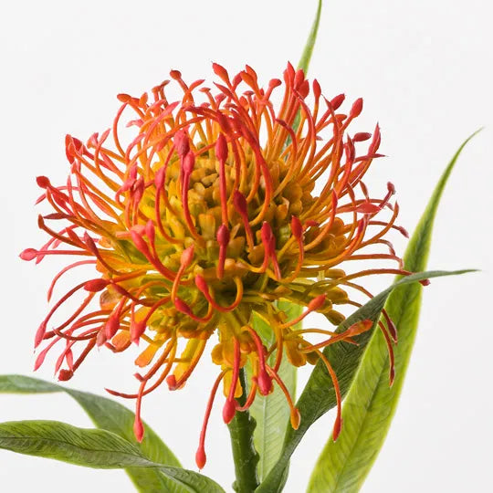 Protea Leucospermum - Orange