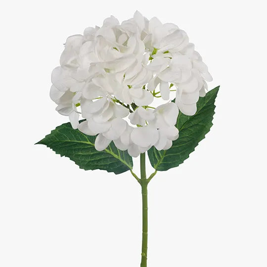 Hydrangea (White)