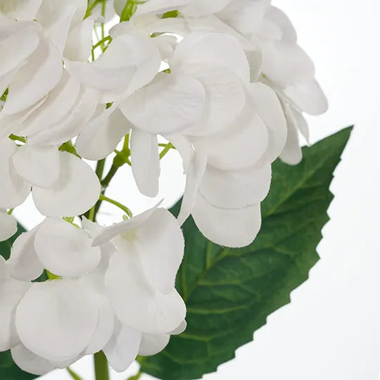 Hydrangea (White)