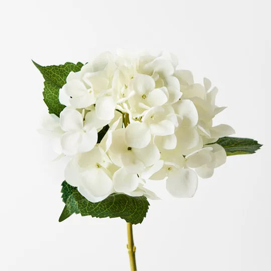 Hydrangea White